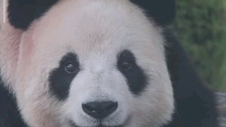 【แพนด้าเฟยหยุน】เฟยหยุนจ๋า ทำไมน่ารักขนาดนี้ล่ะ? ถ้าอยากตีทองเสือก็ตีให้เธอเลยแล้วกัน!