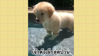 เพื่อนตัวน้อย สัตว์เลี้ยงแสนซน : เจ้าตัวเล็กสุดป่วน