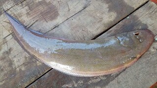 Càu Cá Biển BẮT ĐƯỢC CÁ LƯỠI TRÂU | Ngư Dân Miền Tây