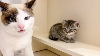 Introducing Cat to New Kitten for the First Time Day 2