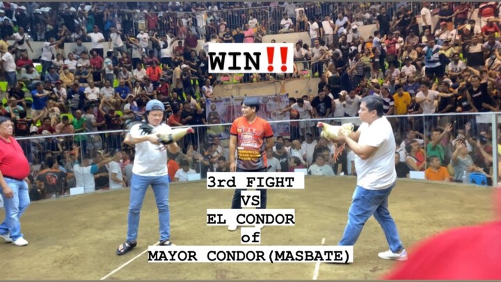 MAY 7-6COCK BIG EVENT 3rd fyt RTD SKYWALKER vs EL CONDOR of mayor condor