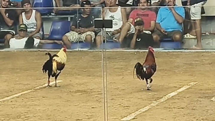 pogi na malaki mataas vs pacqman 😁