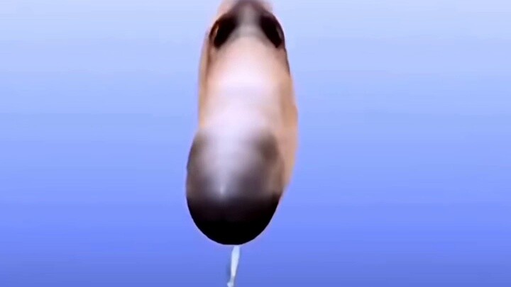 "Seekor anjing tertidur di bak mandi"