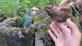 Chú chim nuôi từ khi nở nhận nhầm vẹt làm mẹ