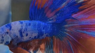 hm jumbo multi×candy