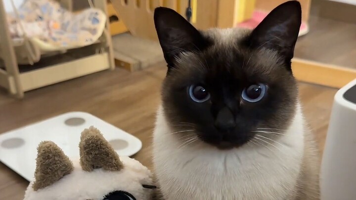 Kucing Siam: Wah, aku sudah kembali ke kampung halaman