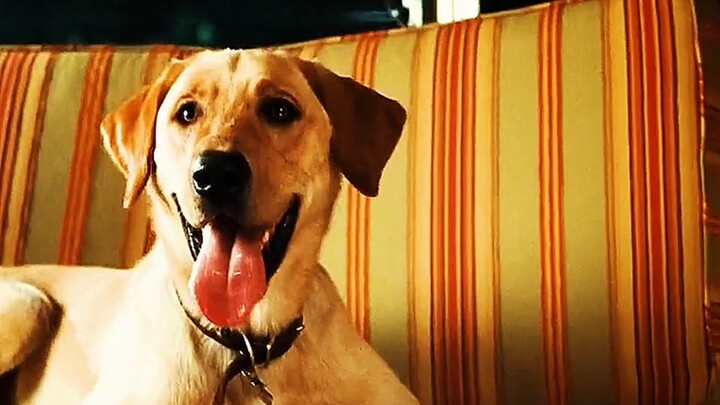 "To my lovely dog, thank you for giving me the love of my life!"
