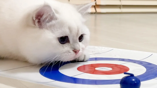 หลังจากขดตัวกับแมวนี่คือสิ่งที่เกิดขึ้น