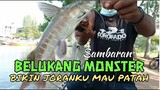 Sambaran Belukang Monster bikin Joranku Mau Patah || Mancing Ikan - Blands Hidayat