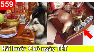 HÀI HƯỚC CHÓ NGÀY TẾT, Tổng hợp những câu nói hot trend ngày tết - TOP COMMENTS #559