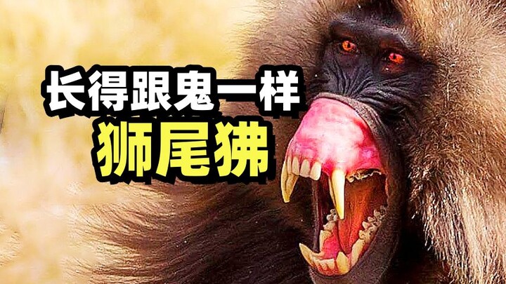 Pernah lihat babon ekor singa yang bentuknya super abstrak, seram sekaligus ganteng?