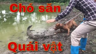 Cùng Chó Săn Thu Phục Quái Thú | Săn Bắt Ẩm Thực Vùng Cao
