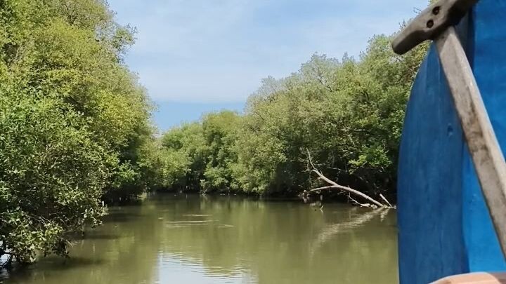 Jelajah Mangrove, Karangsong, Indramayu