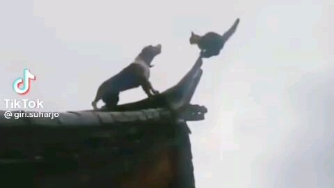 latihan dan ujian chunin di desa konoha. Neko be like
