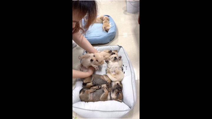 Cảm giác như đang ru một bầy cún con chìm vào giấc ngủ