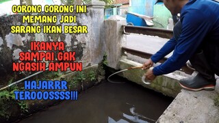 Mancing Ikan Di Gorong Gorong yang Bikin GREGETAN!! Gak Nyangka Di Hajar Ikan Besar!!