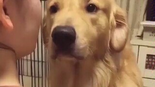 [Golden Retriever] The golden retriever that knows how to act coquettishly is super cute!