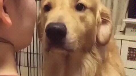[Golden Retriever] The golden retriever that knows how to act coquettishly is super cute!