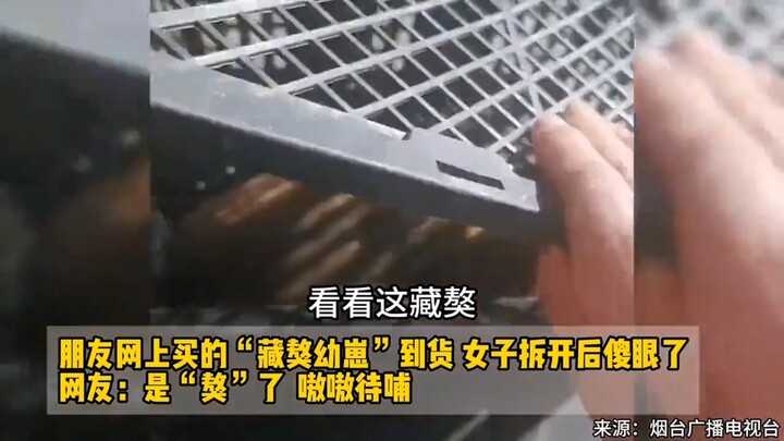 Friend Buys Tibetan Mastiff Puppy Online, Girl Stunned When She Opens the Box — Netizens: “That’s a 