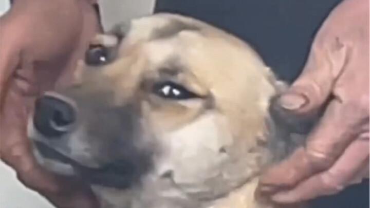 ตอนหมาบ้านฉันป่วย คุณตาเป็นคนป้อนยาให้มัน ขำตายเลย…