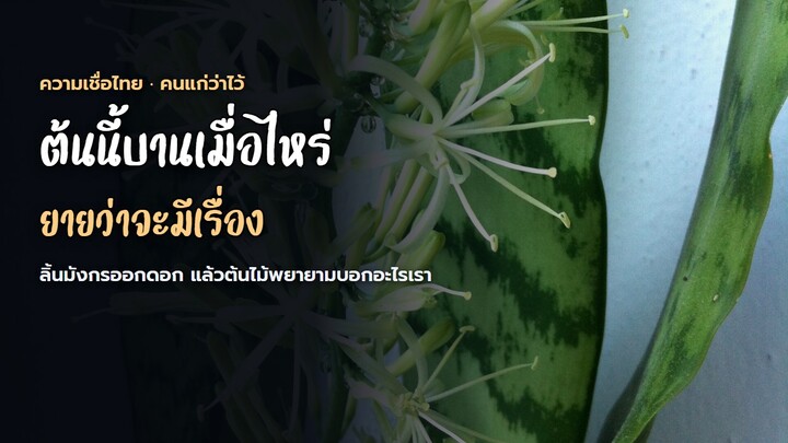 ลิ้นมังกรออกดอกแล้วยายว่าจะมีเรื่อง แต่ต้นไม้กำลังบอกอย่างอื่น | ความเชื่อไทย