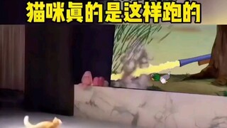 猫：为啥这里会放恐怖片啊，吓死本喵了