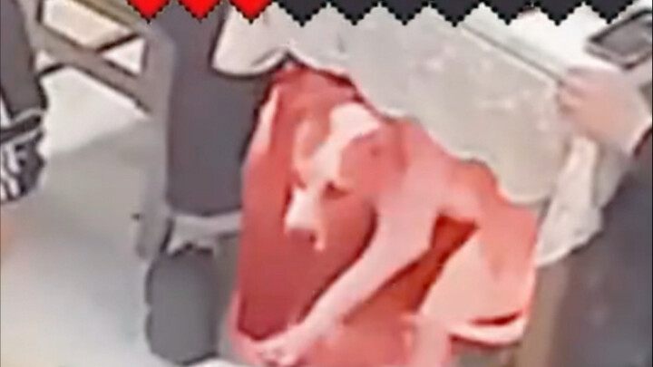 挑战憋笑！！ หลายปีต่อมา น้องหมาพูดว่า: ชนแก้วให้ตัวเองสักหน่อย!