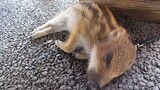 [Loài vật] Lúc ngủ trưa của bé lợn rừng