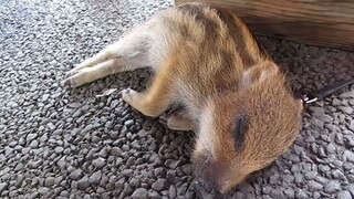 [Animal] A Baby Wild Boar's Nap Time