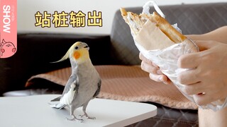 Begitu aku mulai makan, burung beo langsung mulai mengomel dengan nada sinis padaku. "Pertunjukan Ma