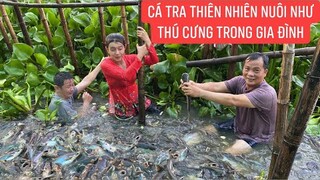 Kỳ lạ đàn cá tra hơn tỷ con hàng ngày tắm chung với mọi người như thú cưng nuôi trong gia đình