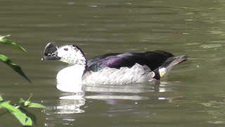 เป็ดหวี หรือที่รู้จักในชื่อ Duck-billed Duck