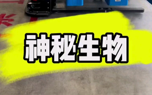 First, guess what marine creature it is!