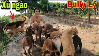 Bully Lỳ Và Xù Ngáo Bị Đàn Em PitBull Săn Đuổi Và Cái Kết | Săn Bắt Ẩm Thực Vùng Cao