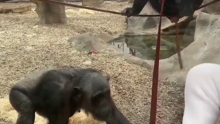 Gorilla: Wow, the building blocks have come to life—let me take a look!
