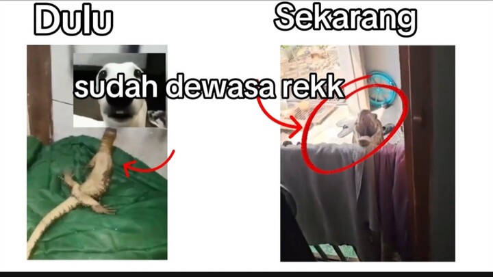 Woi udah besar sekarang kawan ...