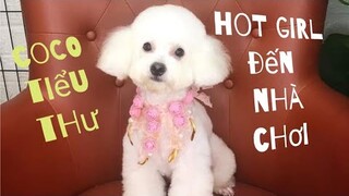 Bạn mới của Chà neo qua nhà chơi #poodle #chaneo #coco #cuncung #yeuchomeo