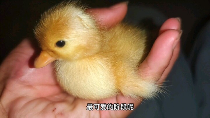 This must be the cutest stage for a Call duck—living, breathing plush toys!