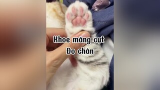 Hum nay đo chân cho anh, anh Cu không vui lắmmm mèo cute cat