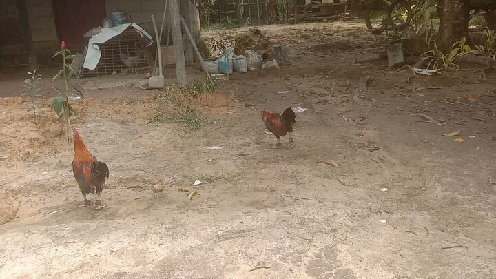 Gull 2024 vs Gull 2017 2x winner