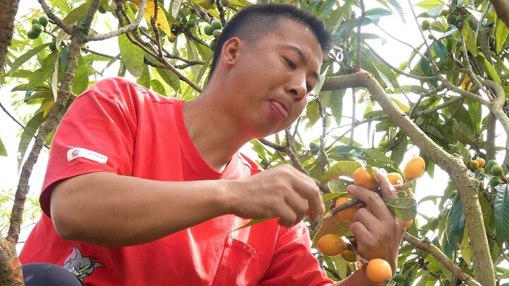 Hua Nong Brothers: There’s so much loquat no one wants it—let’s pick some to make loquat syrup!