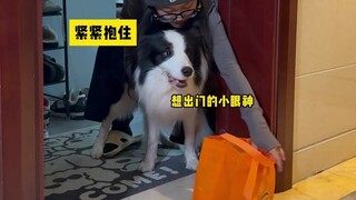 Bagaimana para pemilik anjing mengambil makanan pesanan online?