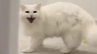 Cat: So you're here all along.