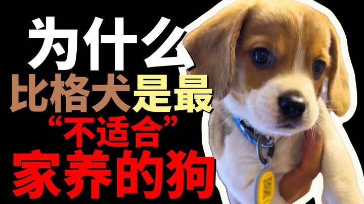 Why are Beagles the most “unsuitable” dogs for keeping as pets?