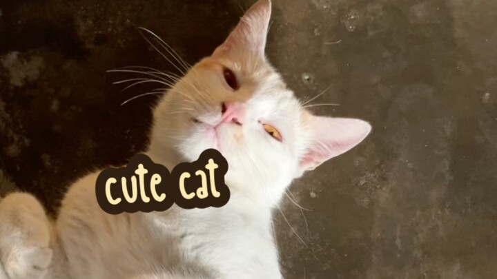 Pampam Cat