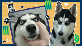 Nếu nghe thấy tiếng sói hú, liệu chó Husky có hú theo nó không?