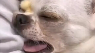 Itu menangis seperti anjing