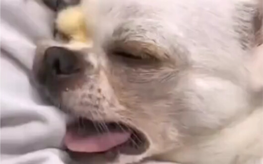 It cries like a dog