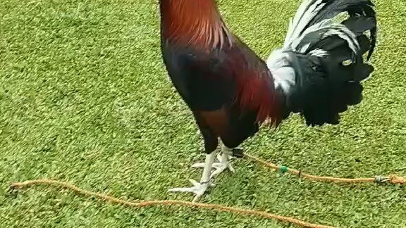 RCA Paeng Araneta Butcher