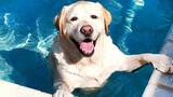 The FUNNIEST DOGS Playing with Water Compilation of 2024